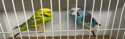 Budgerigars birds for sale: Pairs of exhibition budgies  - Advert 3