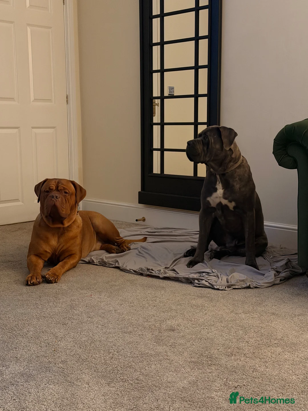 Cane Corso dogs for sale: Stunning Cane Corso requires the best home  - Advert 9