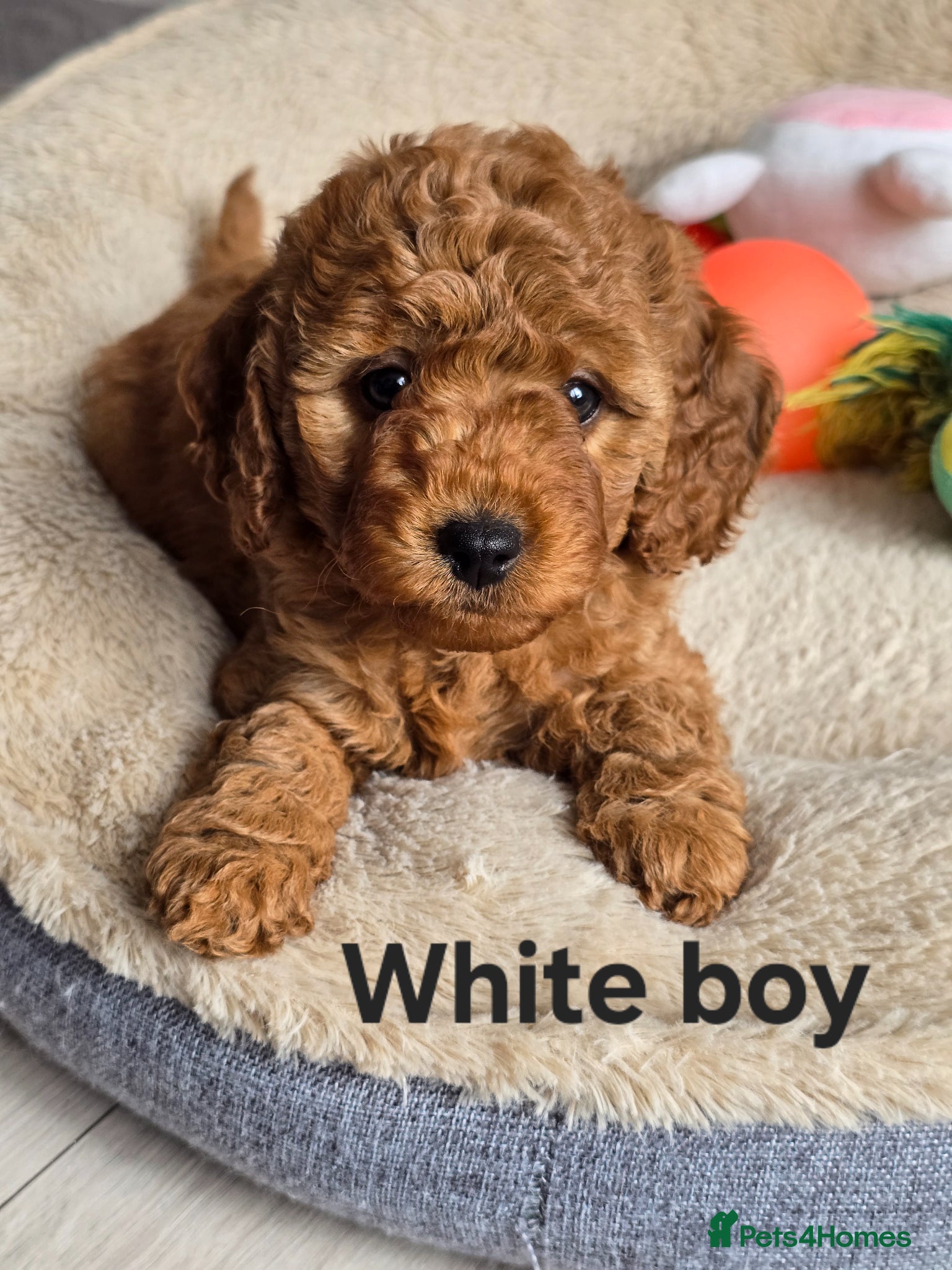 Cavapoo dogs ❤️Cavapoo F1b❤️ DNA tested  - Advert 1