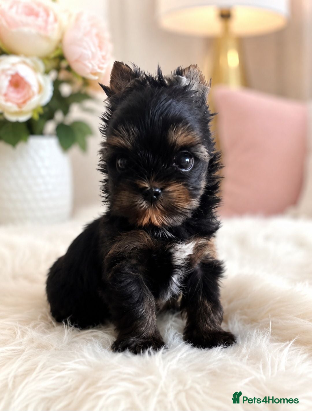 Yorkshire Terrier dogs Tiny Yorkshire Terrier Boys – Exceptional Quality - Advert 1