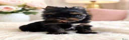 Yorkshire Terrier dogs for sale: 3 Tiny Yorkie Boys – Vaccinated & Ready - Advert 12