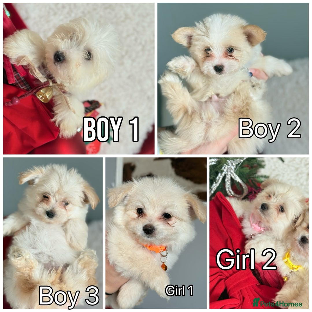 Maltese dogs for sale: Maltese x Pomeranian  - Advert 9