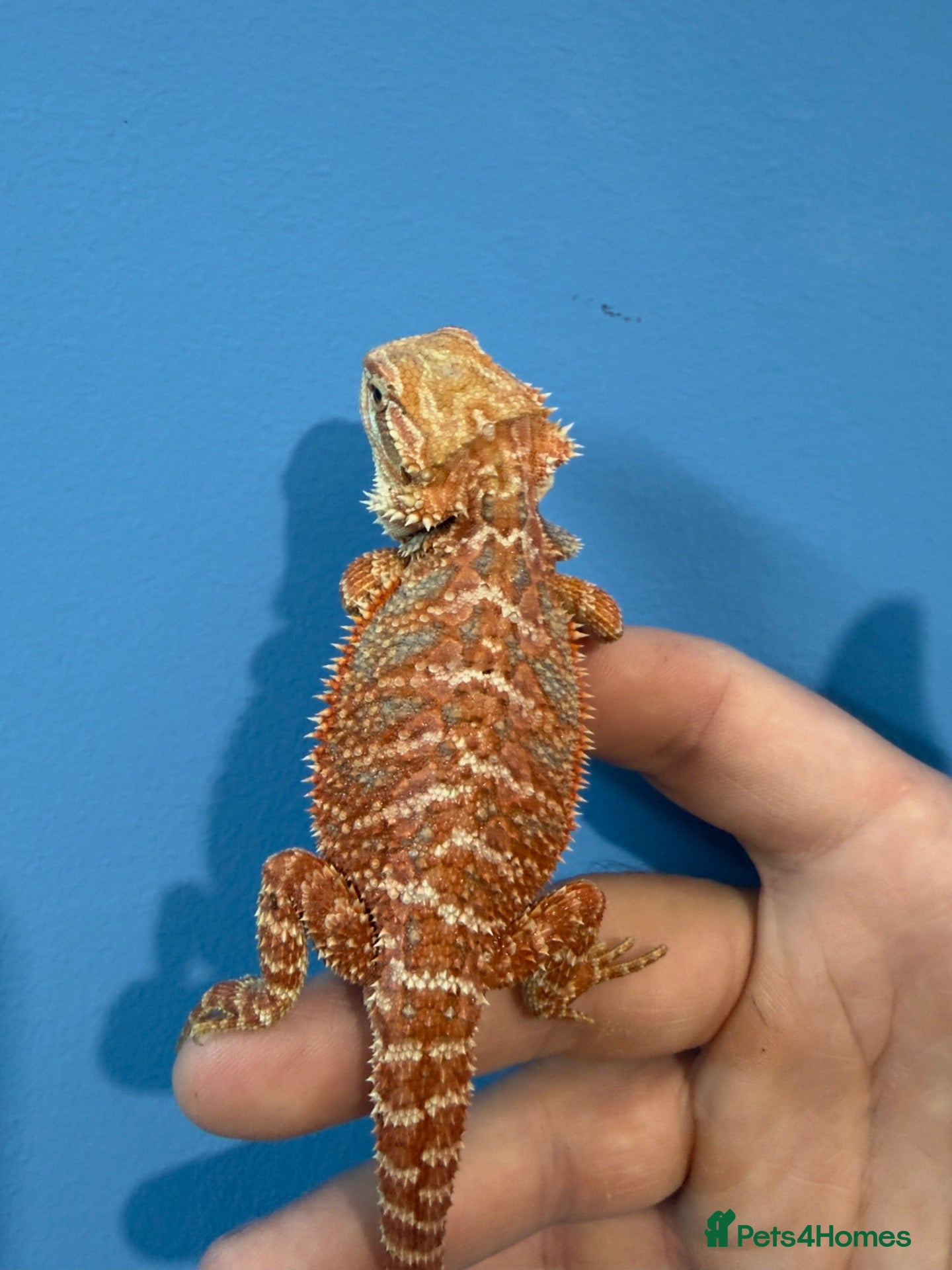 Bearded Dragon reptiles for sale: 💥💥💥Baby Dragons! WEEKEND SPECIAL £150 💥💥💥 - Advert 2