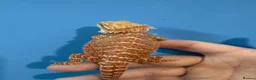 Bearded Dragon reptiles for sale: 💥💥💥Baby Dragons! WEEKEND SPECIAL £150 💥💥💥 - Advert 1