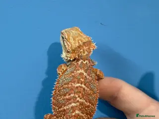 Bearded Dragon reptiles 💥💥💥Baby Dragons! Last few remaining £100 💥💥💥 - Advert 1