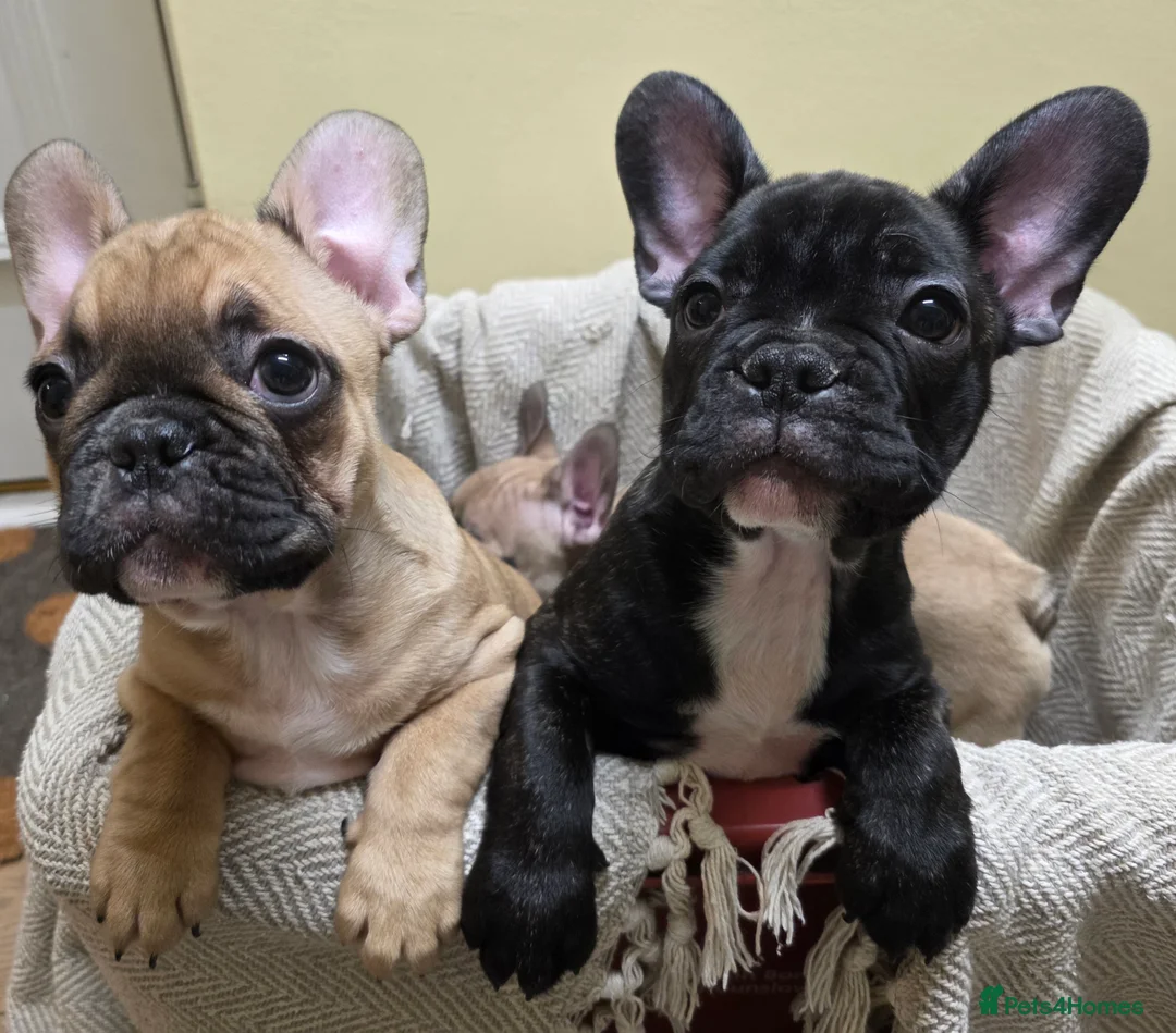 French Bulldog dogs for sale: Beautiful French bulldog  - Advert 4