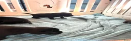 Mixed Breed dogs for sale: Chunky pups in Lancing - Advert 10