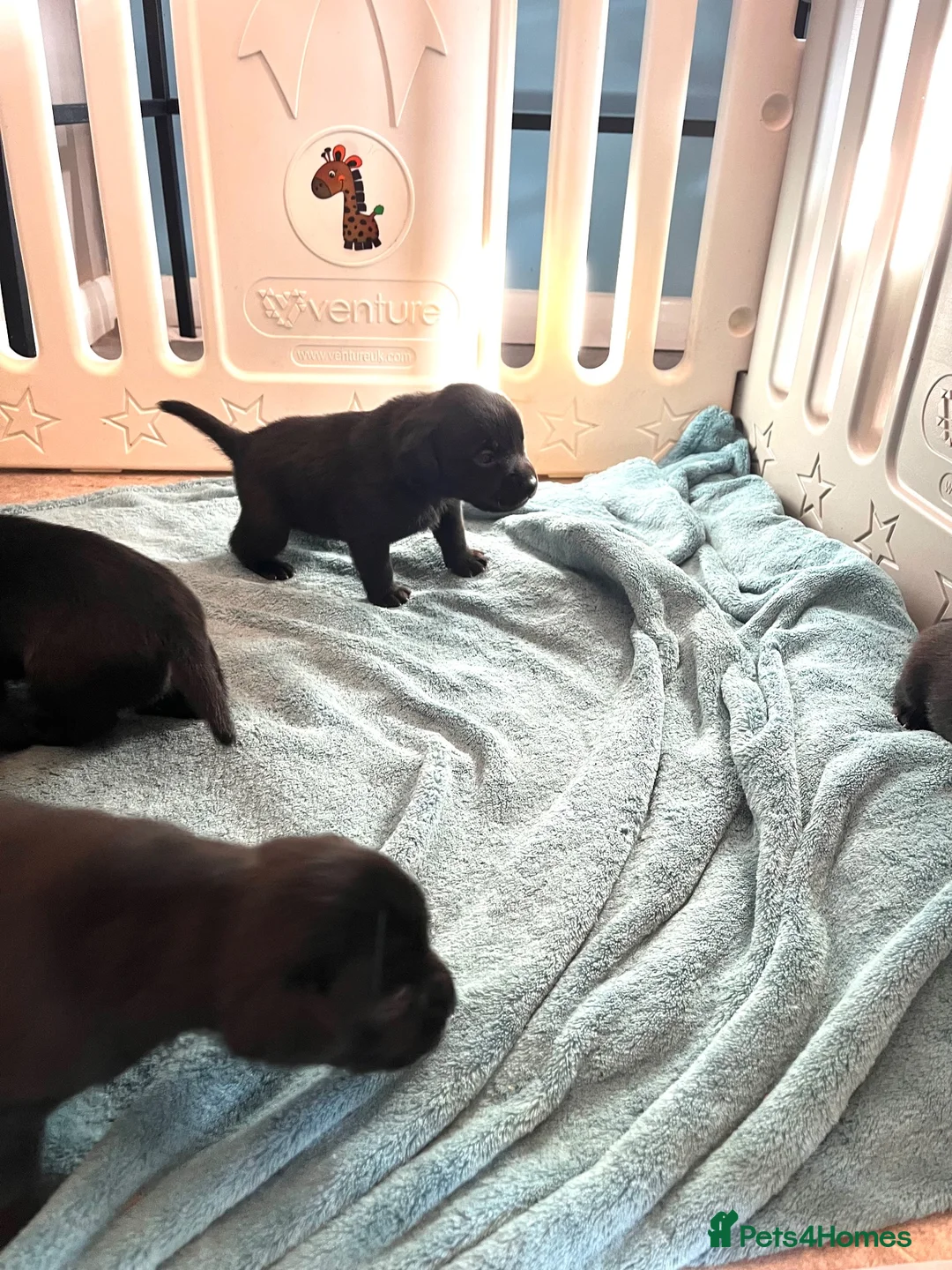 Mixed Breed dogs for sale: Chunky pups in Lancing - Advert 10