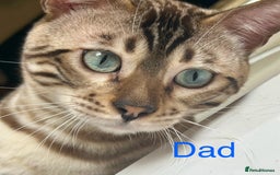 Bengal cats for sale: 6 Gorgeous Bengals kittens ready for reservation  - Image 27