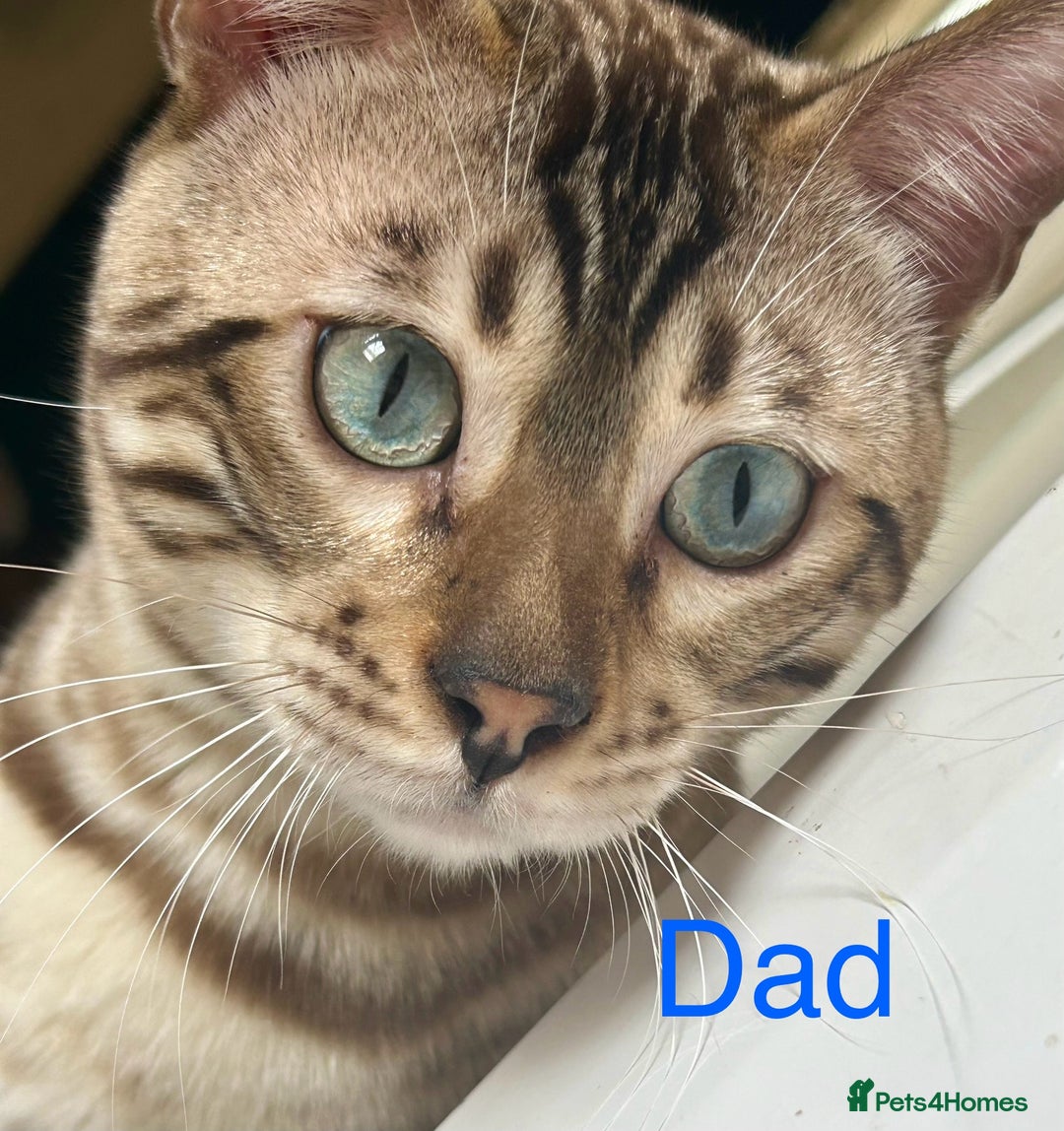Bengal cats for sale: 6 Gorgeous Bengals kittens ready for reservation  - Image 27