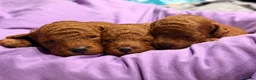Toy Poodle dogs for sale: 5 gorgeous KC Reg Toy poodle puppies available  - Advert 2