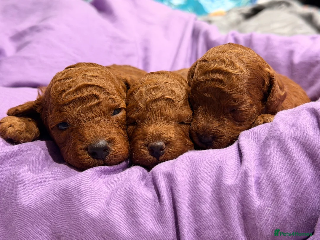 Toy Poodle dogs for sale: 5 gorgeous KC Reg Toy poodle puppies available  - Advert 2