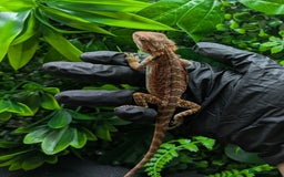 Bearded Dragon reptiles for sale: Hypo orange/red tiger bearded dragon - Image 3