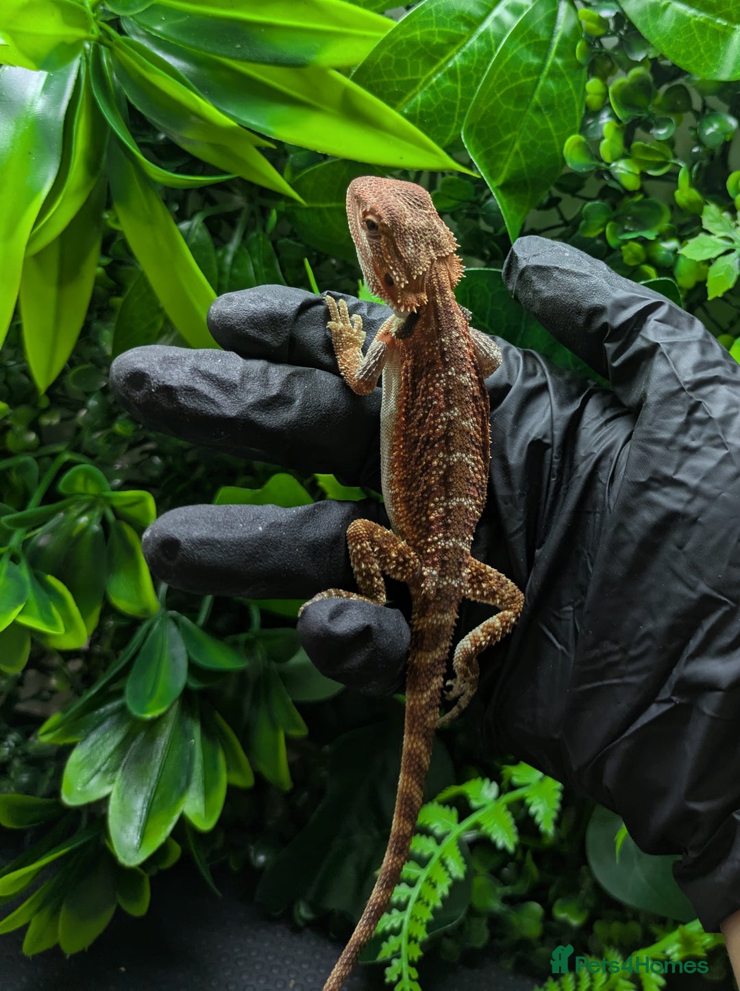 Bearded Dragon reptiles for sale: Hypo orange/red tiger bearded dragon - Image 3
