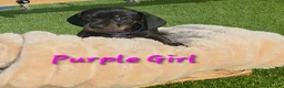 Miniature Dachshund dogs for sale: LAST PUP! Miniature Dachshund Puppies 🐶🐾 - Advert 18