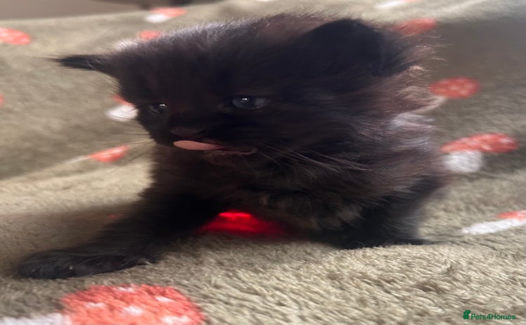 Maine Coon cats Maine coon x BSH babies  - Advert 16