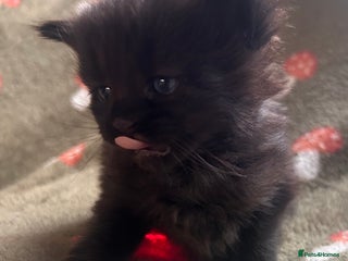 Maine Coon cats Maine coon x BSH babies - Advert 8