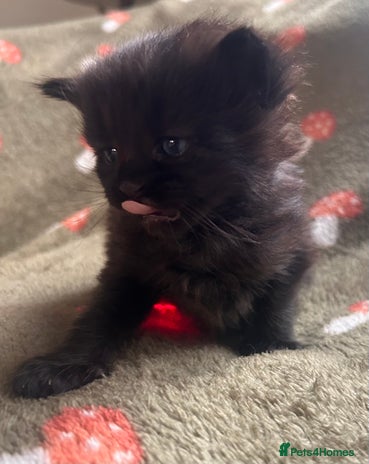 Maine Coon cats Maine coon x BSH babies - Advert 16