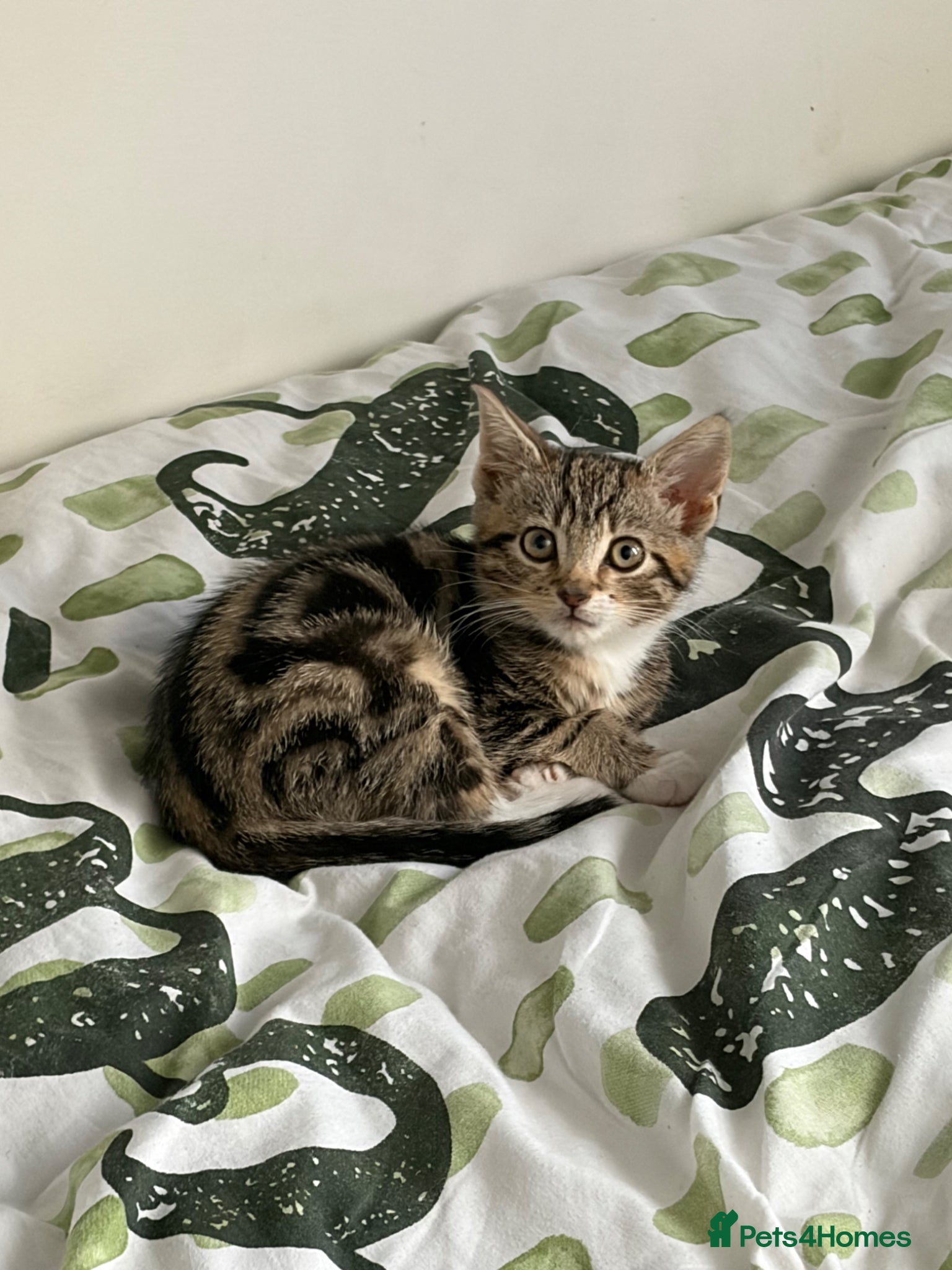 Domestic Shorthair cats Tabby type kitten  - Advert 2