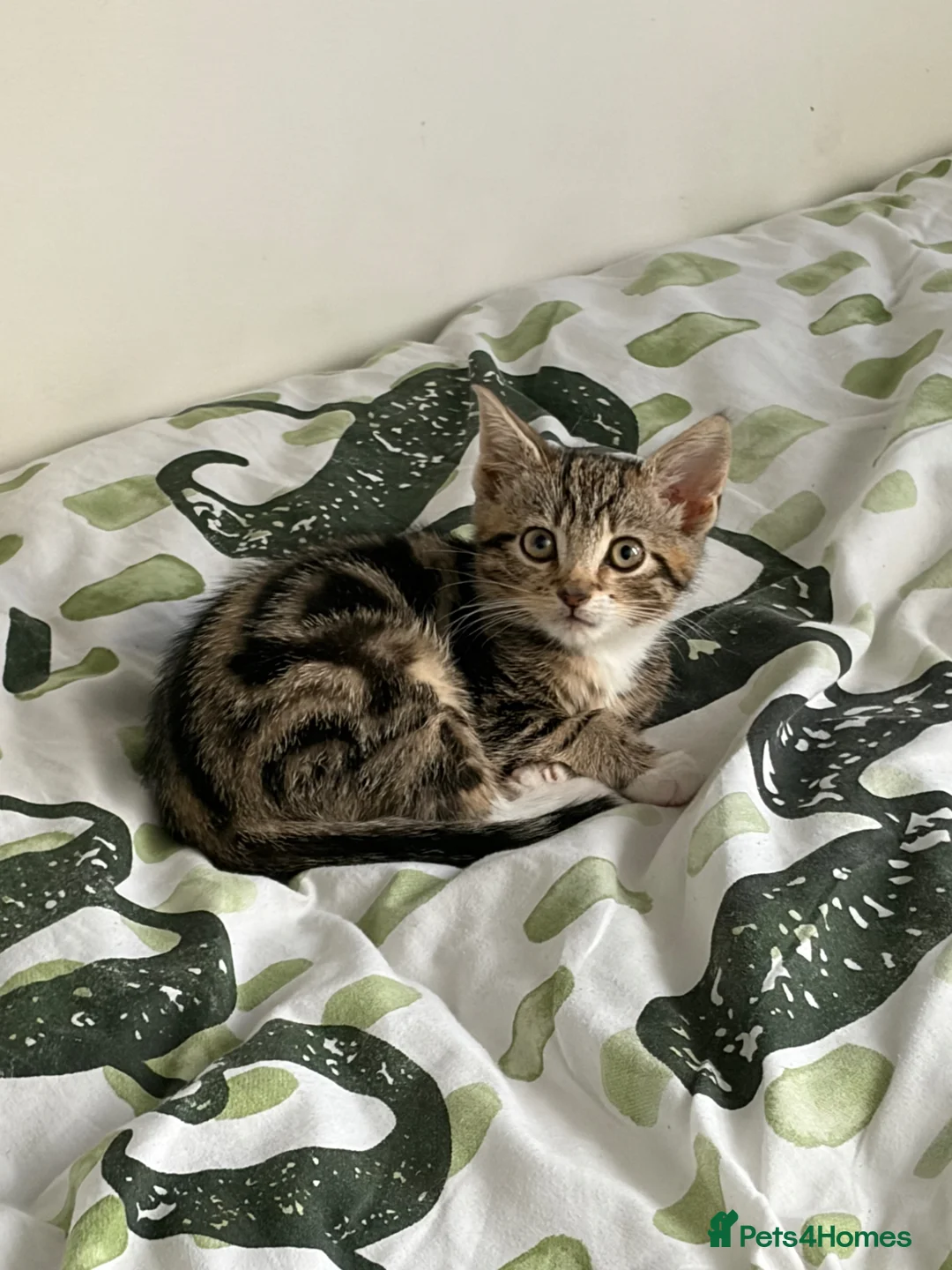 Domestic Shorthair cats for sale: Tabby type kitten  - Advert 1