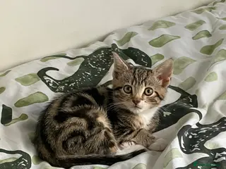 Domestic Shorthair cats Tabby type kitten - Advert 4