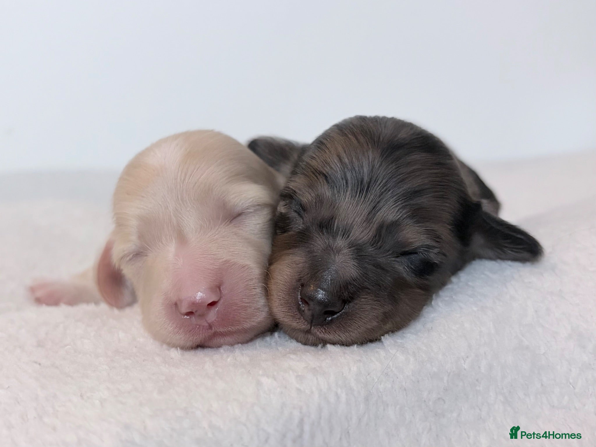 Miniature Dachshund dogs KC Reg Longhaired Miniature Dachshunds  - Advert 11