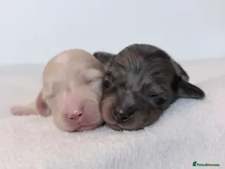 Miniature Dachshund dogs KC Reg Longhaired Miniature Dachshunds - Advert 5
