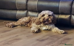 Cockapoo dogs for stud: Goregous Red F1 Cockapoo for Stud - Image 3