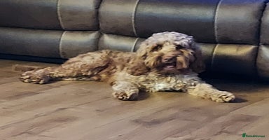 Cockapoo dogs - Advert 9