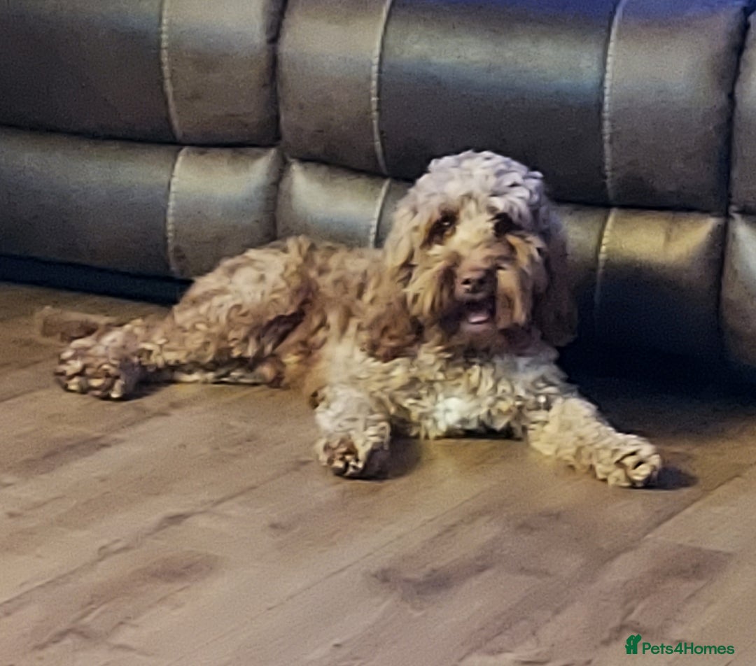 Cockapoo dogs for stud: Goregous Red F1 Cockapoo for Stud - Image 3