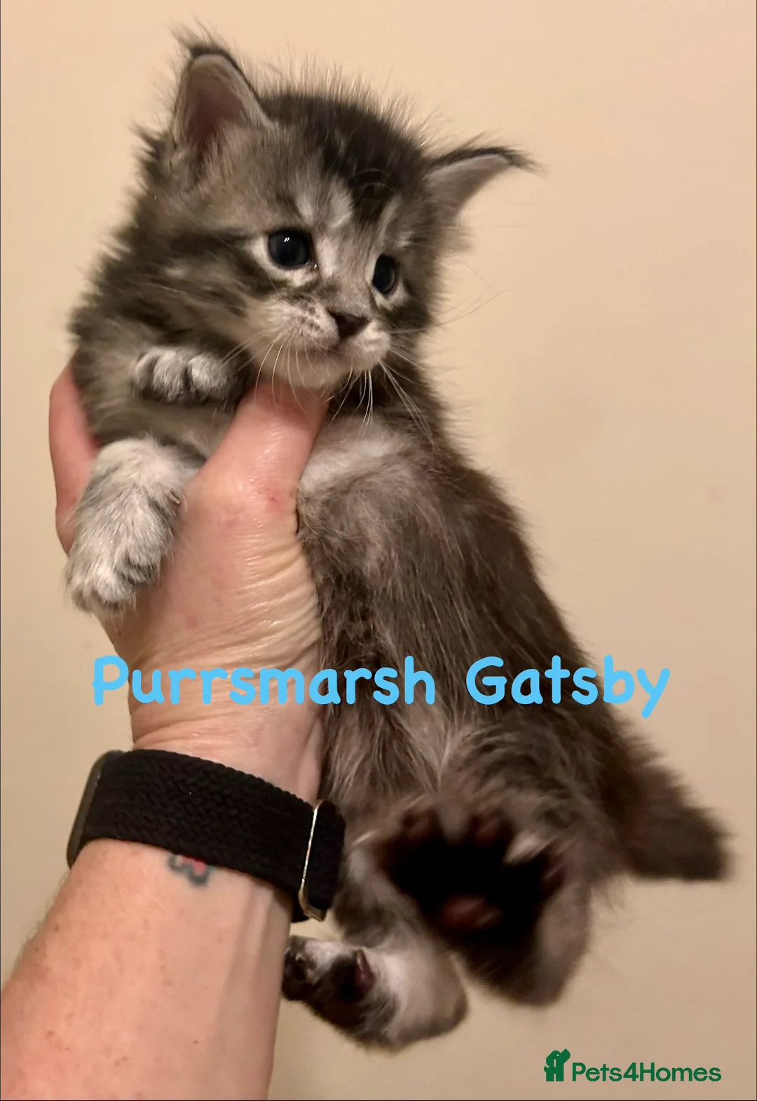 Maine Coon cats for sale: Maine Coon Kittens GCCF.  Health tested parents  - Advert 34