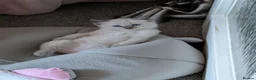 Ragdoll cats for sale: Ready to leave NOW discount price - Advert 17