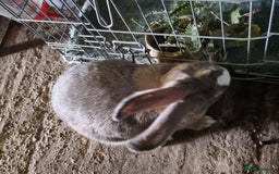 Continental Giant rabbits for sale: Giant rabbit - Image 6