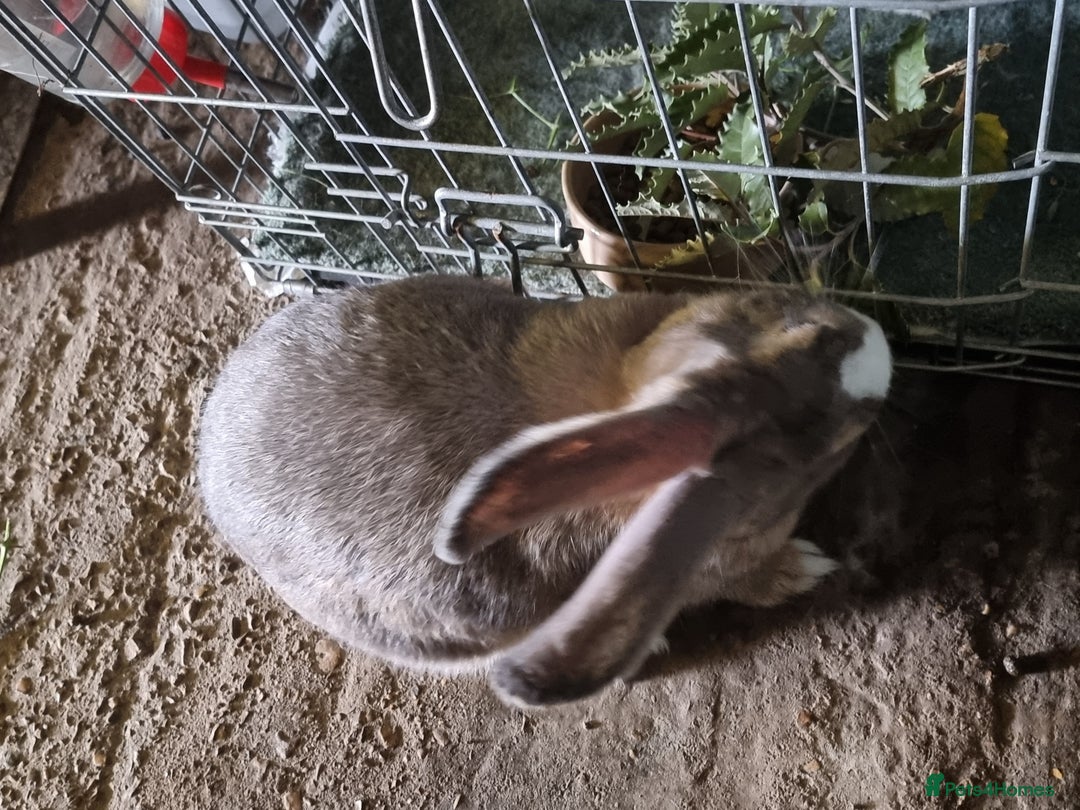 Continental Giant rabbits for sale: Giant rabbit - Image 6
