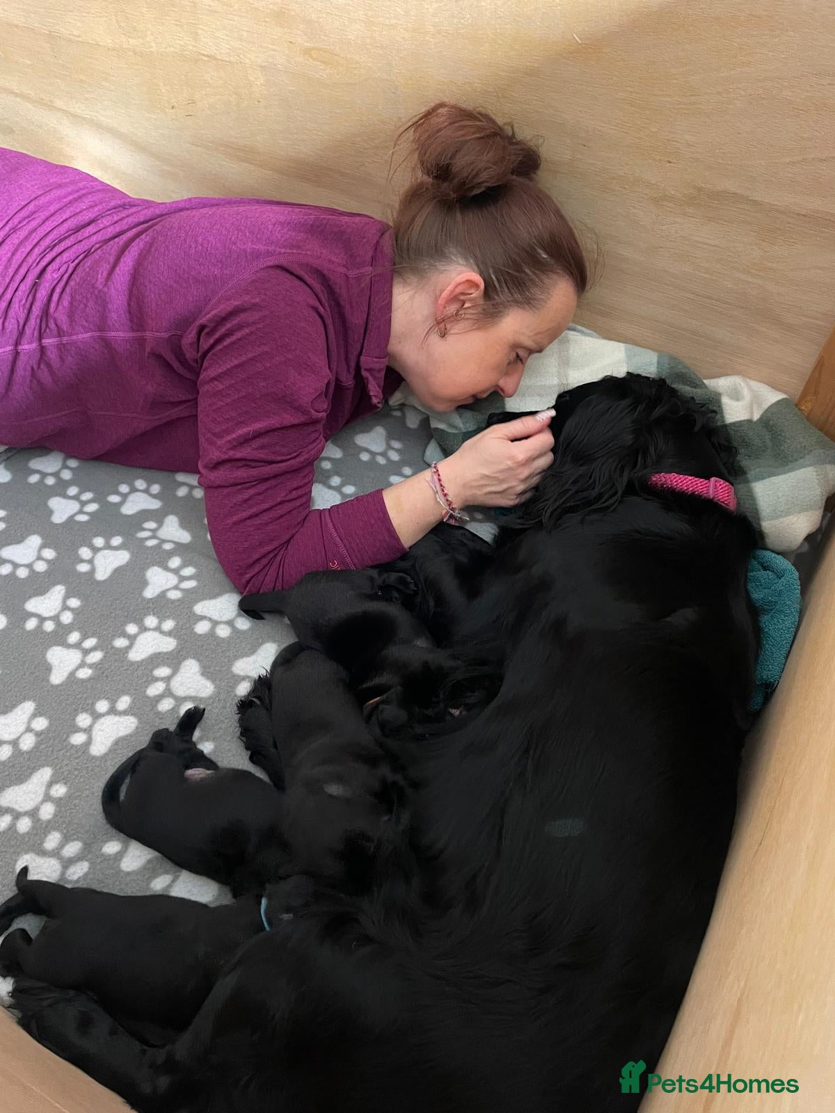 Cockerdor dogs Labrador x Spaniel Pups - Advert 1