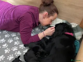 Cockerdor dogs Labrador x Spaniel Pups - Advert 16