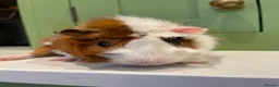 Guinea Pig rodents for sale: Beautiful Male Abyssinian Guinea Pig - Advert 6