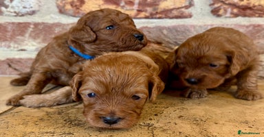 Cavapoo dogs - Advert 15