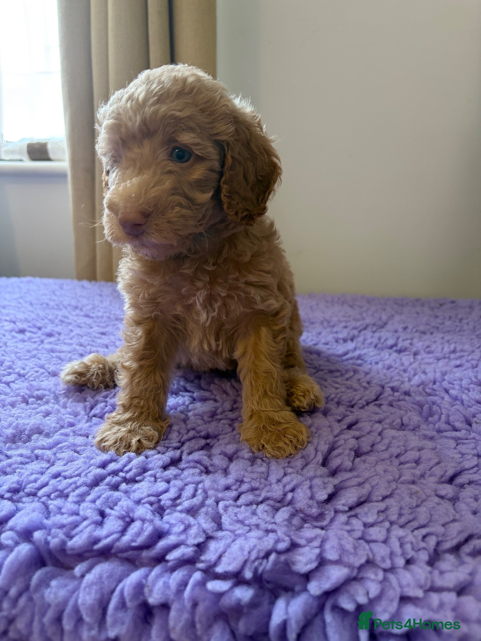 Labradoodle dogs Multigen labradoodle puppies - Advert 8