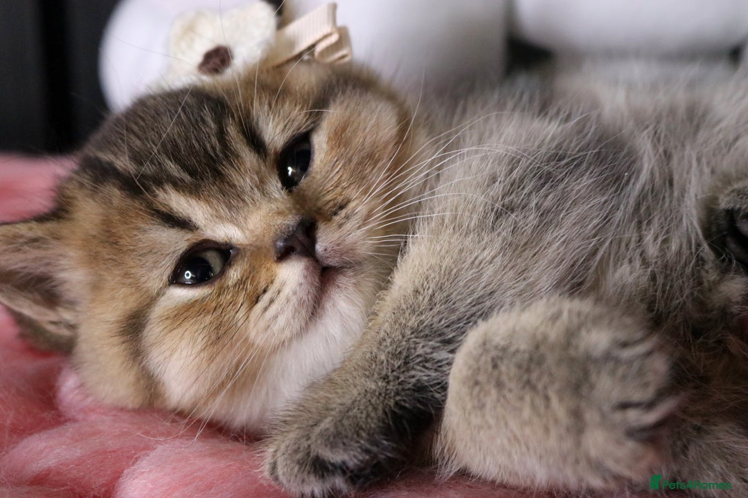 British Shorthair cats for sale: 💎 British Shorthair - GCCF 💎 - Image 4