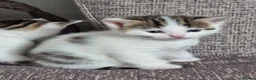 Domestic Shorthair cats for sale: Kittens for sale - Advert 19