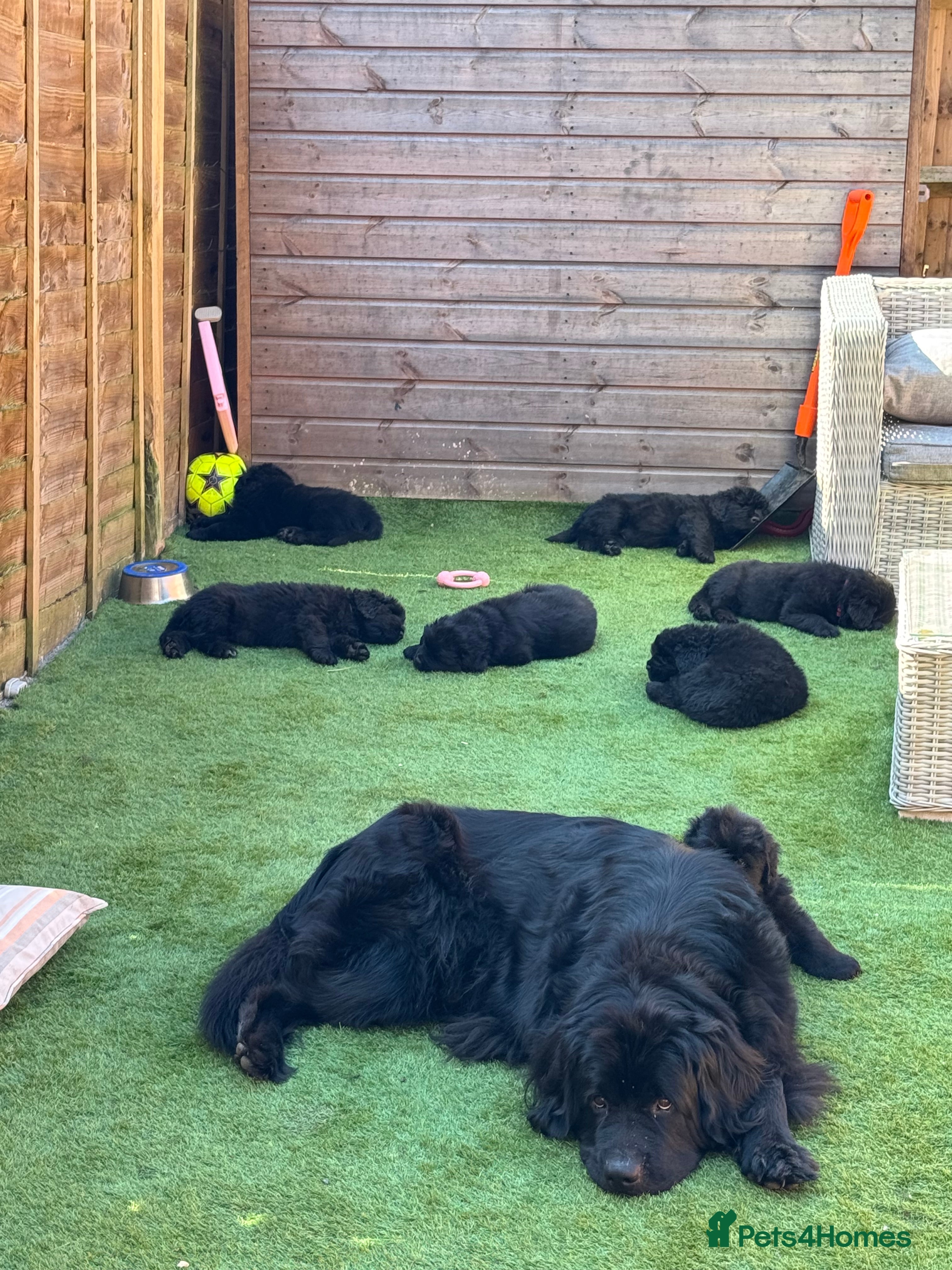 Newfoundland dogs Newfoundland puppies  - Advert 1