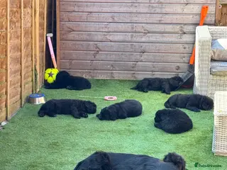 Newfoundland dogs Newfoundland puppies - Advert 1