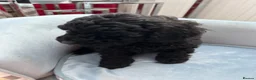Toy Poodle dogs for sale: Toy poodle puppies  - Advert 13