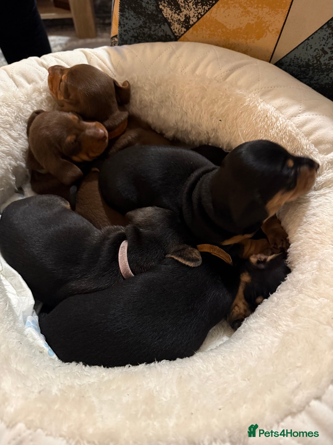 Miniature Dachshund dogs for sale: Miniature Dachshund's   - Advert 16