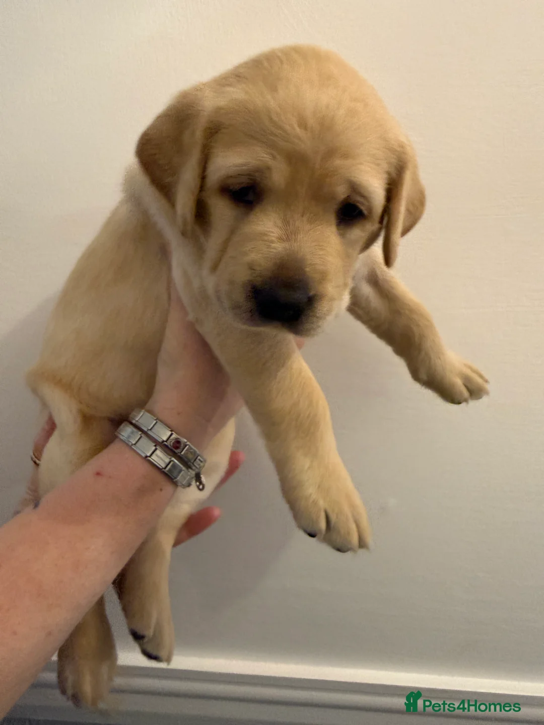 Labrador Retriever dogs for sale: KC Registered Labrador Puppies  - Advert 6