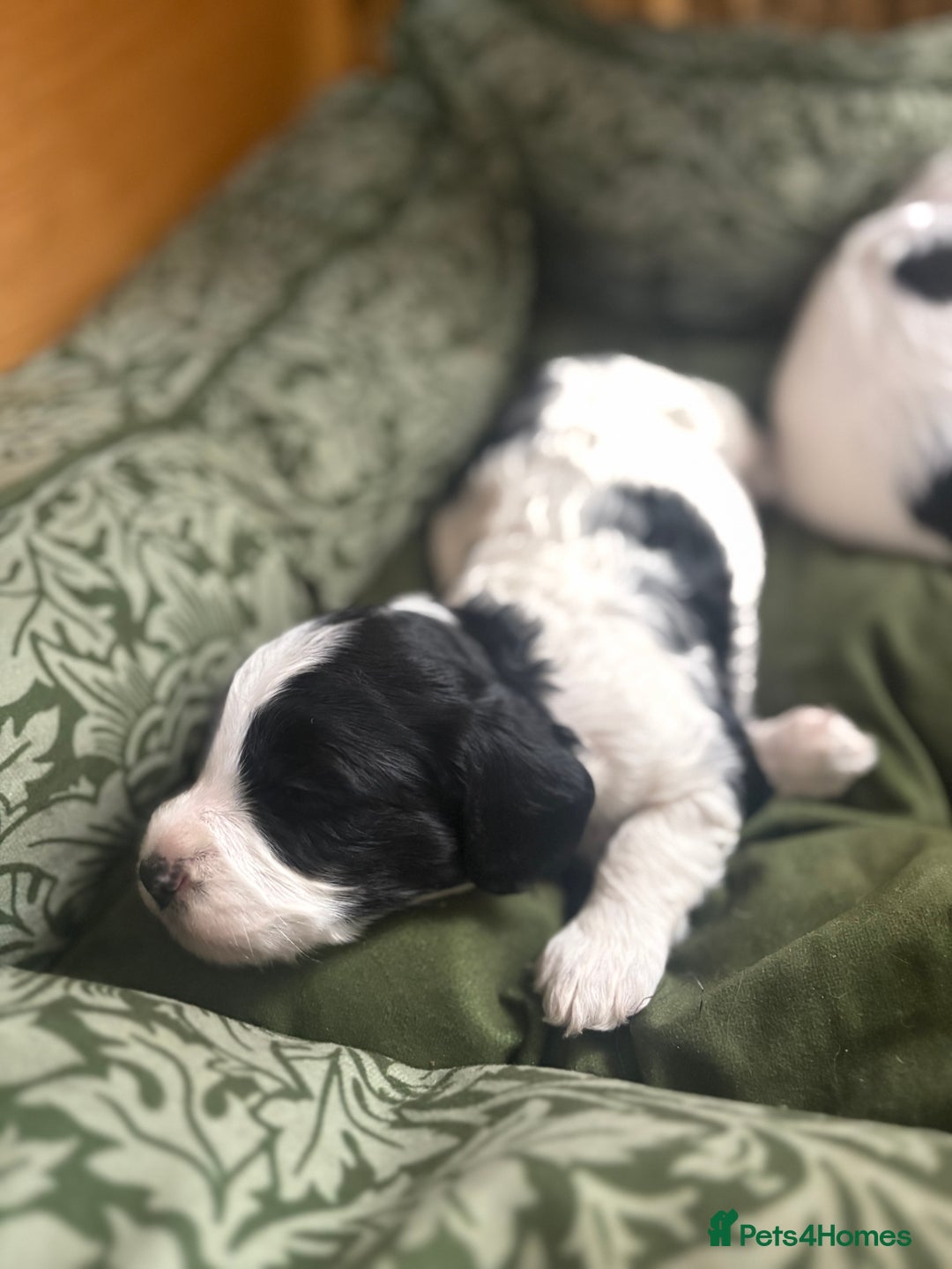 Cockapoo dogs for sale: Unique Cockapoo Puppies - Image 7