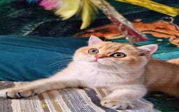 British Shorthair cats for sale: NY12 GOLDEN BSH BOY READY TO GO! - Image 7