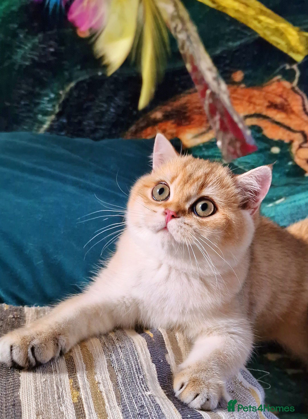 British Shorthair cats for sale: NY12 GOLDEN BSH BOY READY TO GO! - Image 7