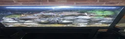 Gecko reptiles for sale: Crested gecko  - Advert 2